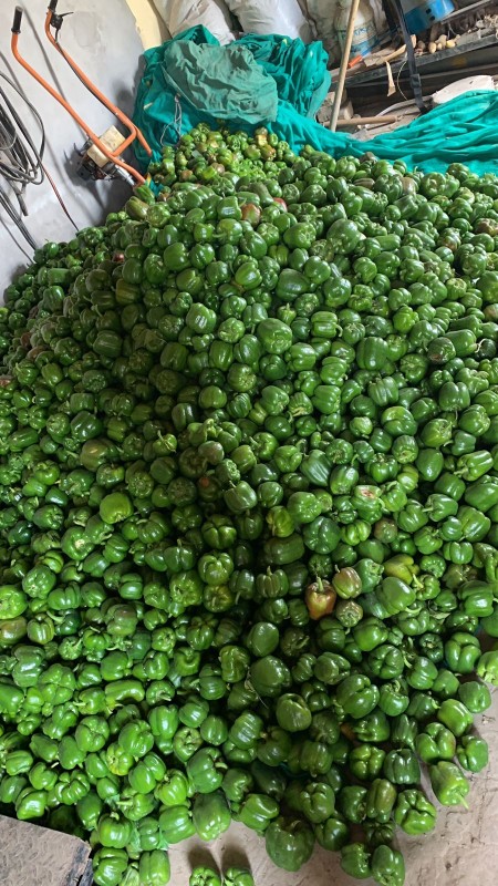green capsicum from India